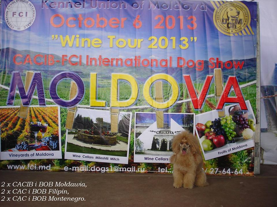 CACIB Mołdawia 2013