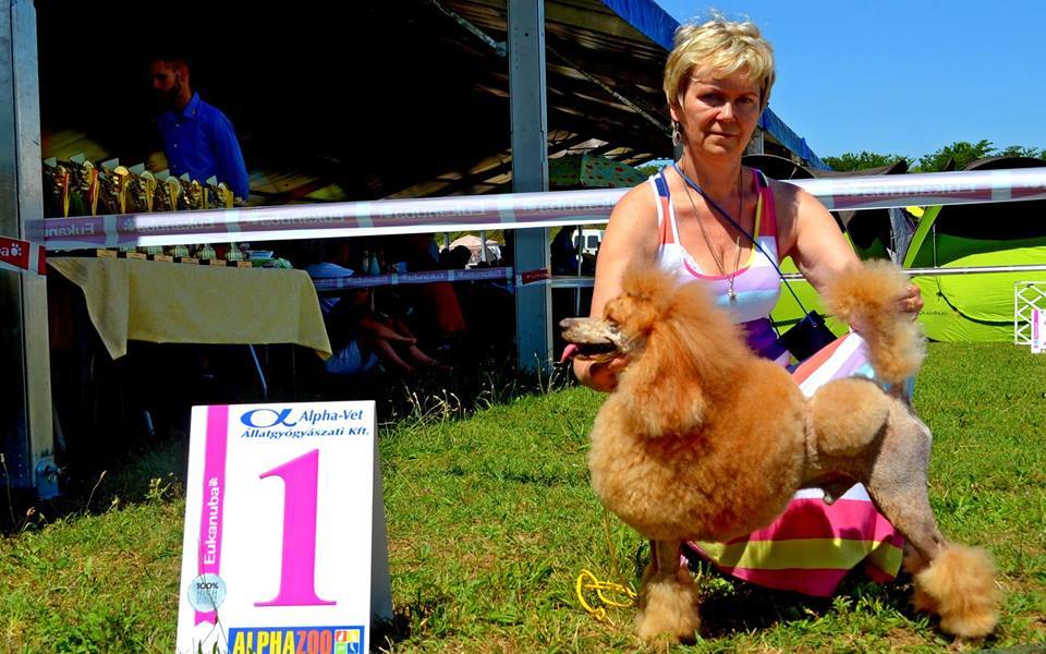 CACIKomarom - Hungar 2014